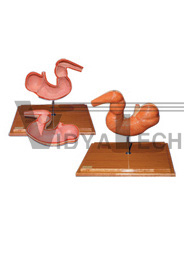 The dissection model of horse stomach(2parts)